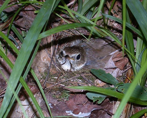 Hermit Thrush